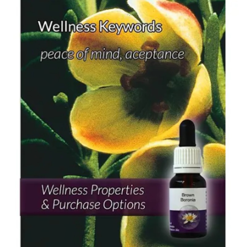 Living Essences Brown Boronia 50ml – Michael's Chemist
