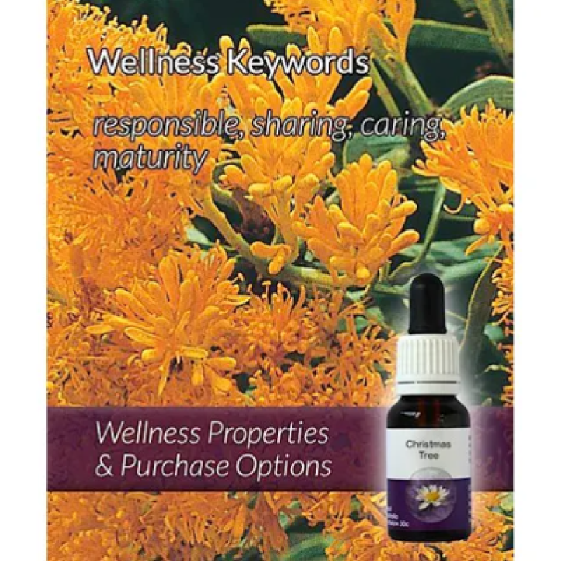 Living Essences Christmas Tree 50ml – Michael's Chemist