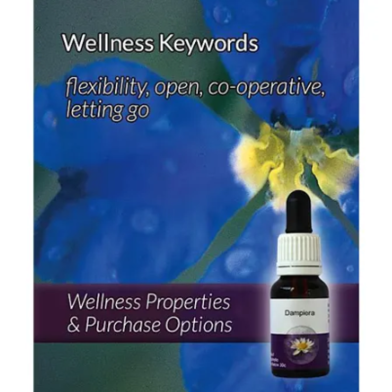 Living Essences Dampiera 15ml – Michael's Chemist