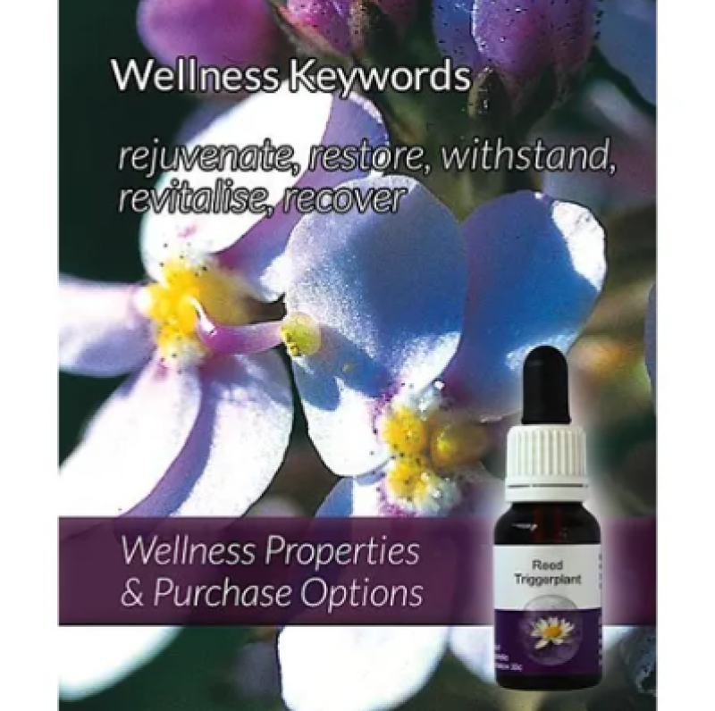 Living Essences Reed Trigger 15ml – Michael's Chemist