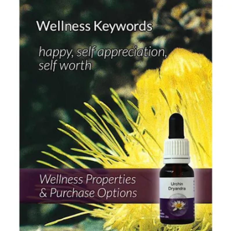 Living Essences Urchin Dryandra 15ml – Michael's Chemist